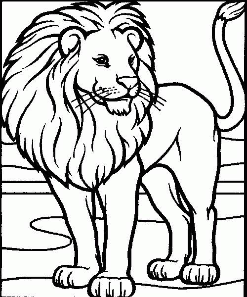 coloriage lion a la belle criniere